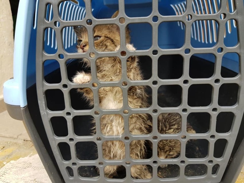 Kotki zostały znalezione w takim stanie, przemoczone w...