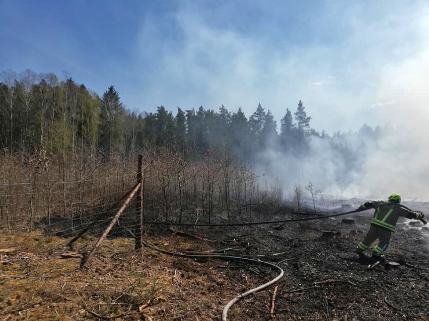 Pożar lasu w Leśnictwie Lisewo na zdjęciach strażaków OSP Przechlewo