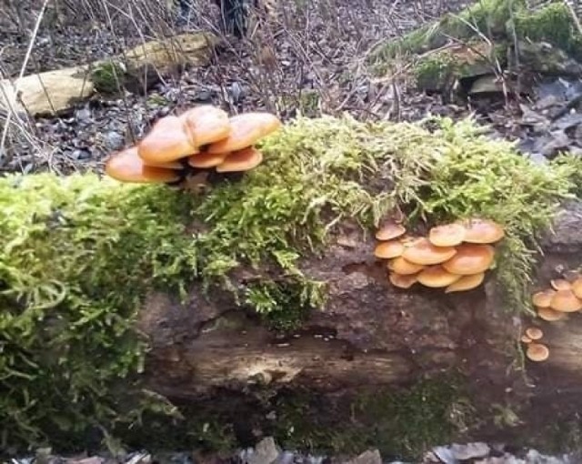 To jeden z jadalnych gatunków grzybów, które w Polsce można zbierać zimą. Płomienice zimowe rosną m.in. na pniach drzew, których sporo jest nad Wisłą.