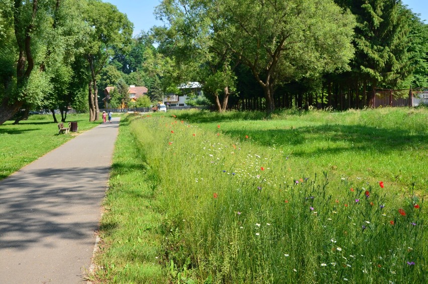 Kwitną łąki kwietne w Sanoku. Będą cieszyć oczy do października. Zobacz zdjęcia!