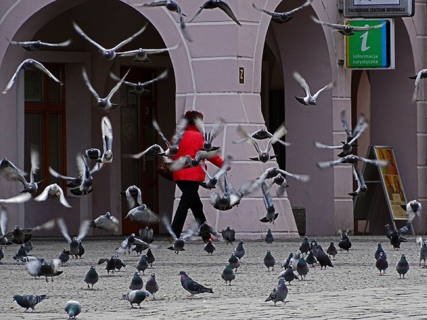 Gołębie rządzą na raciborskim rynku. Czy to dobrze?