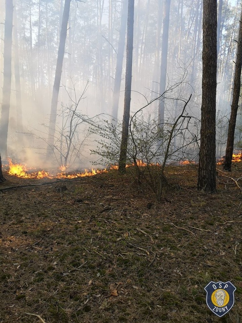 Z AKCJI: Spaliły się cztery ary poszycia leśnego w Zdunach [ZDJĘCIA]