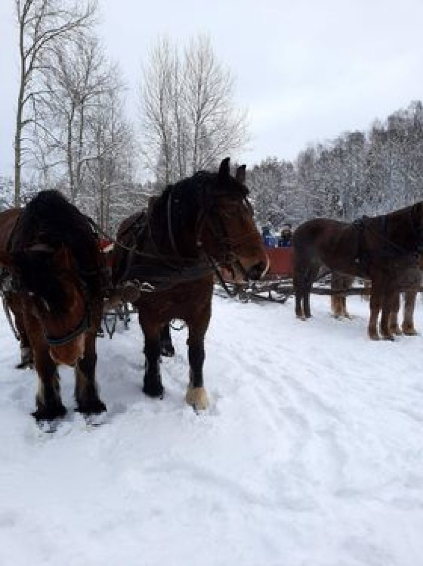 Co to był za kulig! Konie wiozły ich po śnieżnych zaspach i w mrozie. Zobaczcie zdjęcia naszego czytelnika