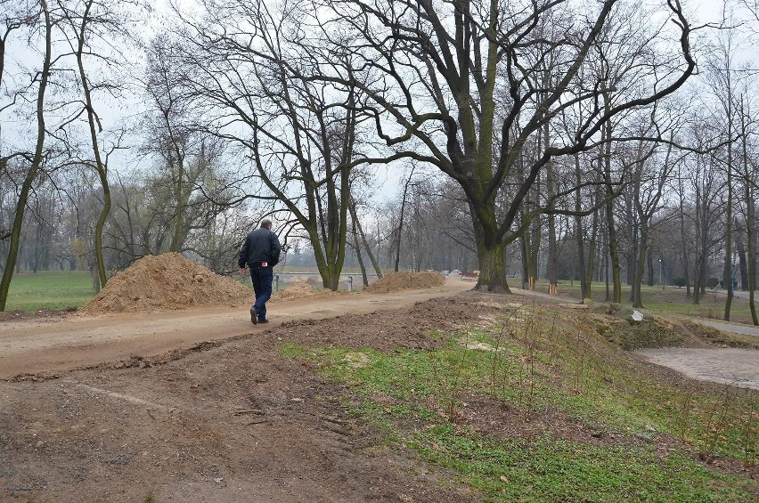 Legnica: Wycięli chore drzewa na wałach (FOTO)