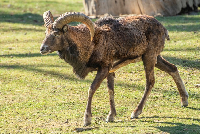 Sześć ślicznych muflonów urodziło się we wrocławskim zoo [ZOBACZCIE ZDJĘCIA]