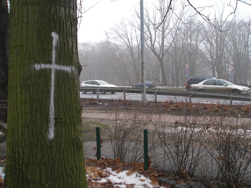 Krzyże na drzewach we Wrocławiu