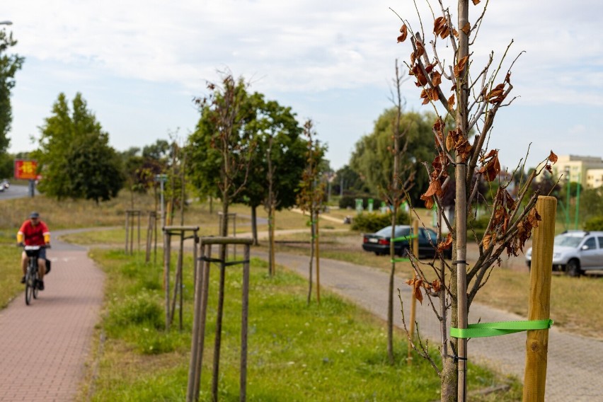 Czujni mieszkańcy szczecińskich Gumieniec alarmują o usychających drzewkach. Czy jest dla nich jakiś ratunek?