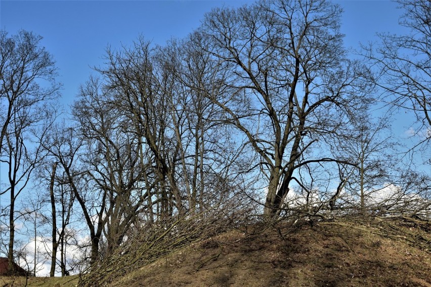 Wycinka drzew z wału północnego w miejskim parku - [Zdjęcia - 5 marca 2021]