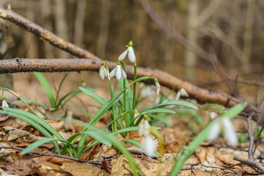 Na górze Jaworze jeszcze kwitną przebiśniegi