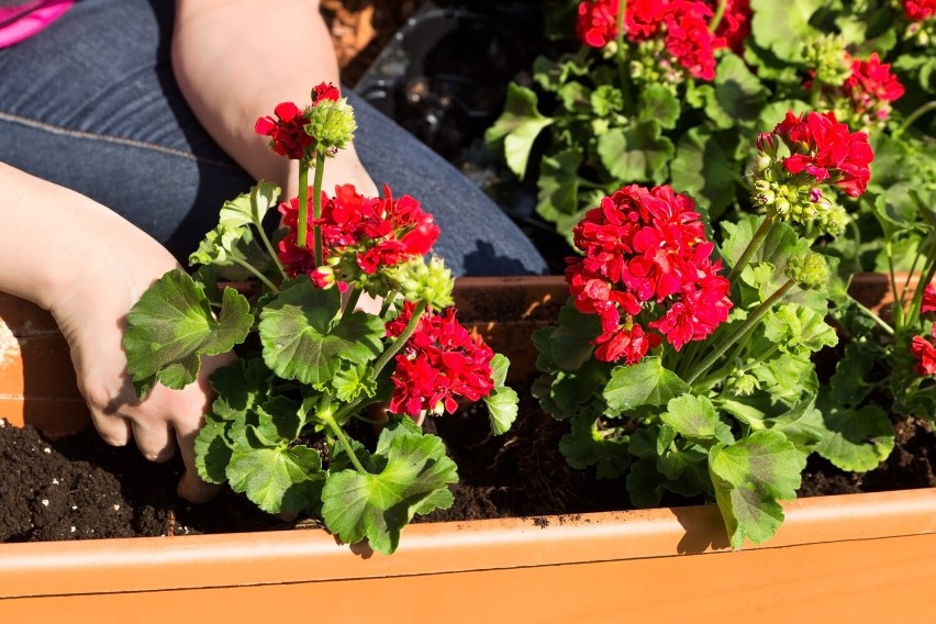 Najbardziej popularną rośliną balkonową jest pelargonia i...