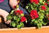Urządzamy balkon i taras. Jakie kwiaty wybrać? Petunie, pelargonia, bakopa, surfinie, złocień, oleander 14.08.2022