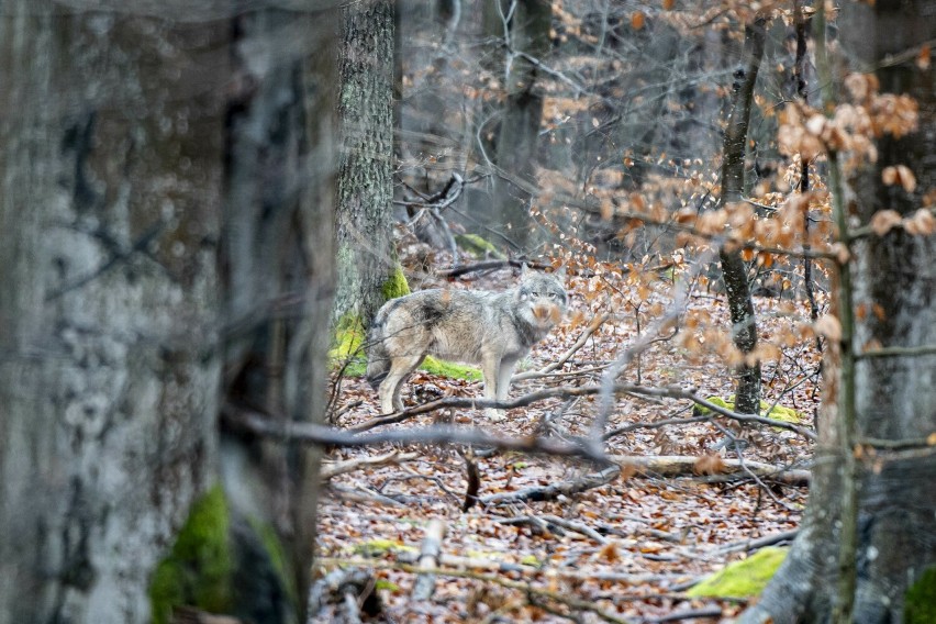 Wilk spotkany przez funkcjonariuszy BiOSG w lesie w gminie...