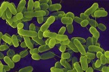 Czy Lubuszanom zagrażają bakterie E. coli? Czy musimy sie bać?