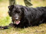 Nie kupuj, adoptuj: Energiczne psy dla aktywnych 