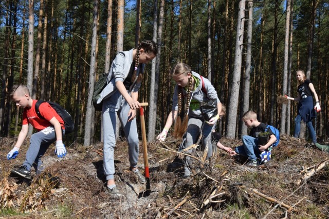 W Wierzchucinie, gmina Krokowa (Nadleśnictwo Choczewo) posadzili las na 100-lecie Niepodległej