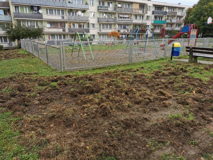 Dziki grasują w Chrzanowie. Buchtują między blokami na...