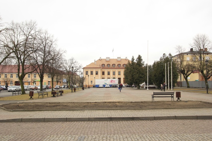 Żywopłot  z placu Kościuszki został dziś wycięty