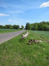 Powiat gliwicki: Wycinka drzew wzdłuż drogi między wsiami Bojszów i Łącza