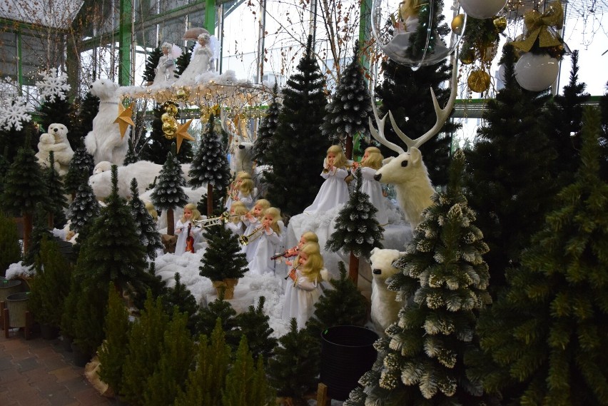 Świąteczny asortyment w Centrum Ogrodniczym Lilia w Wieluniu. Są już "żywe" choinki i rozmaite ozdoby. Powstaje też dekoracja