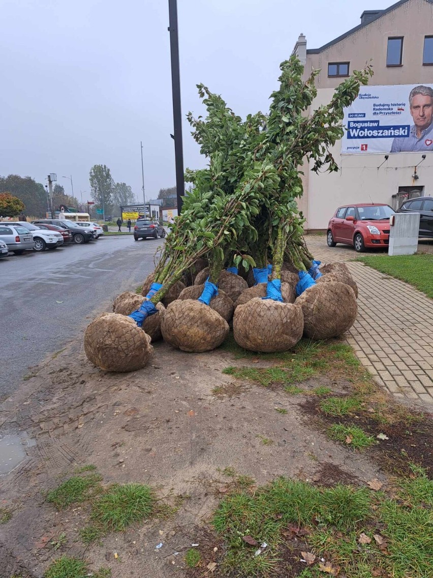 Nowe drzewa na ul. Żeromskiego w Radomsku. Większe, zgodnie z projektem i zamówieniem 