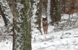 Wilka spod Szczecinka spotkał w lesie przewodniczący Rady Gminy Koczała| WIDEO