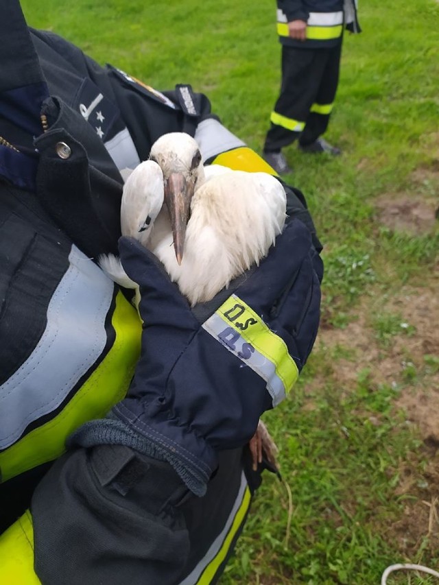 Młody bocian wypadł z gniazda. Uratowali go strażacy z OSP Parzniewice
