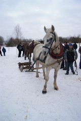 Zimowe zawody konne: konie skakały przez przeszkody i &quot;zrywały&quot; drewno