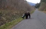 Tatry Słowackie. Niedźwiedź przez 17 dni błąkał się po lasach z plastikowym cylindrem na głowie