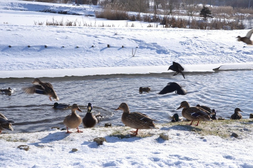 Lipno. Na rzece Mień zimują kaczki. Połowa nie przeżyje do wiosny! Wszystko przez chleb