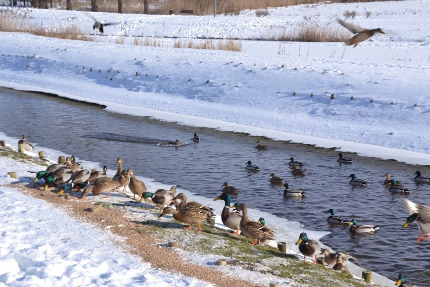 Lipno. Na rzece Mień zimują kaczki. Połowa nie przeżyje do wiosny! Wszystko przez chleb