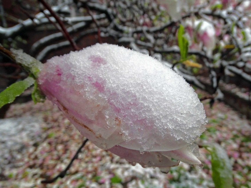 Kwietniowa zima w Raciborzu albo magnolie w śniegu czyli grafika naturalna [FOT STACHOW]