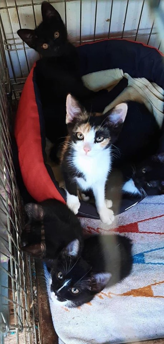 Koty do adopcji w schronisku dla zwierząt w Tomaszowie. Może któryś skradł Twoje serce?