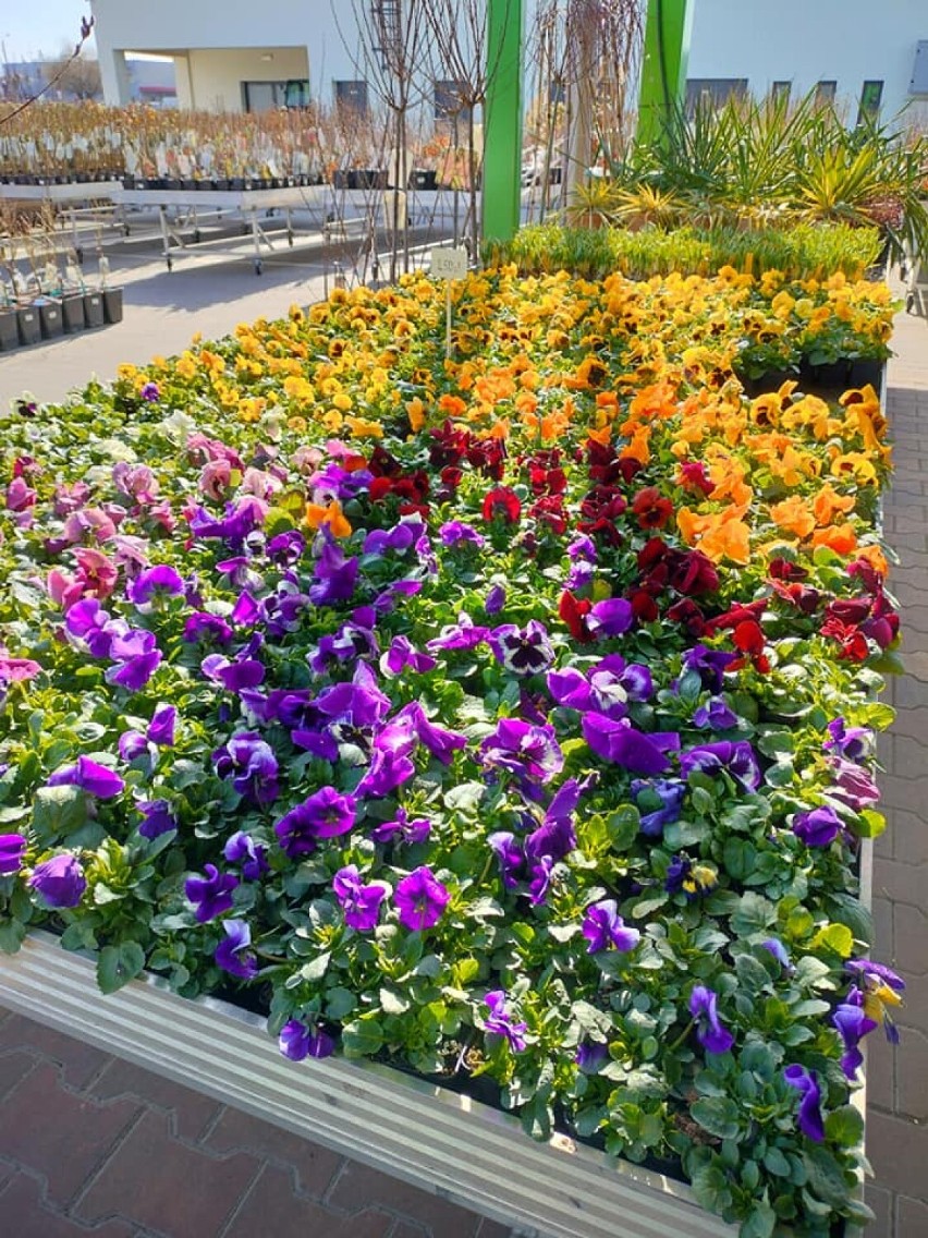 Piękne kwiaty, krzewy i pachnące zioła. W Centrum Ogrodniczym Lilia w Wieluniu powiało wiosną