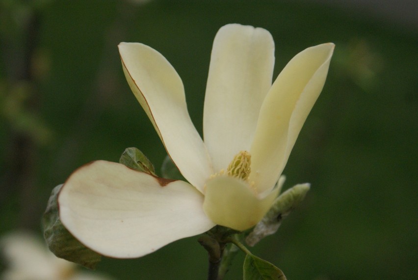 Aleja Wolności w Kaliszu zmieniła się w aleję magnoliową