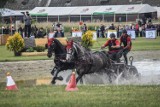 Gm. Szamotuły. Festiwal Jeździecki Baborówko: widowiskowy maraton zaprzęgów konnych