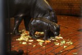 Wrocław: Hipopotam karłowaty urodził się w zoo (ZDJĘCIA)