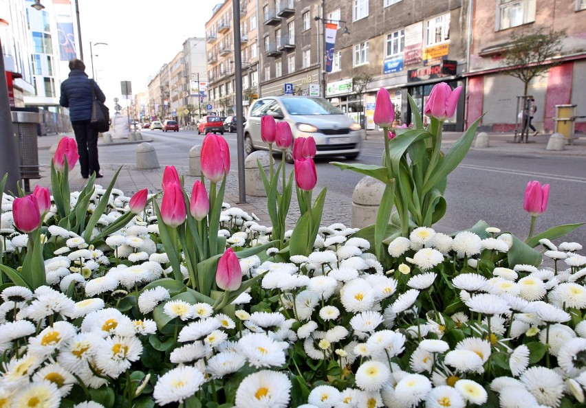 Gdynia w kwiatach. Rusza kolejna edycja konkursu [ZDJĘCIA]