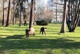 Koronawirus w Krakowie. Dziki przechadzały się po parku Jordana. Zostały uśpione [ZDJĘCIA]