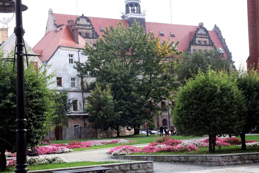 Kasztan jadalny owocuje w centrum Legnicy, zobaczcie zdjęcia