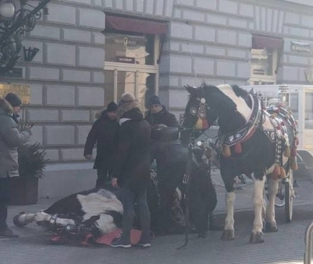 Koń, który padł na Sławkowskiej w weekend