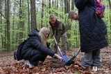 Młodzież ze szkoły podstawowej posadziła drzewa w lesie komunalnym w Kielcach [FOTO]