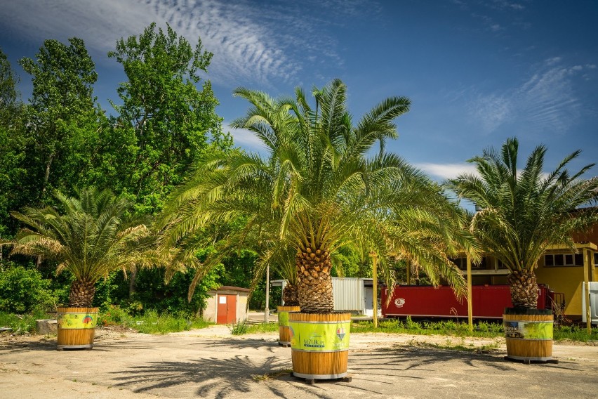 Palmy zamiast na rynku są na terenie oczyszczalni ścieków w Panewnikach. Transport roślin jest niemożliwy