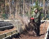 Akcja "Zielone Radomsko" po raz drugi. Darmowe sadzonki drzew dla mieszkańców Radomska