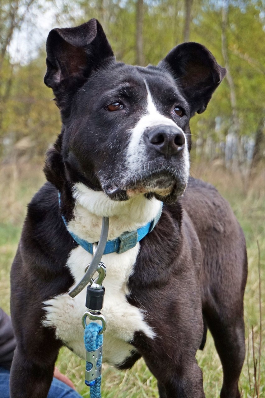 Biba szuka domu. Amstaff Team Łódź pomaga w adopcji psów