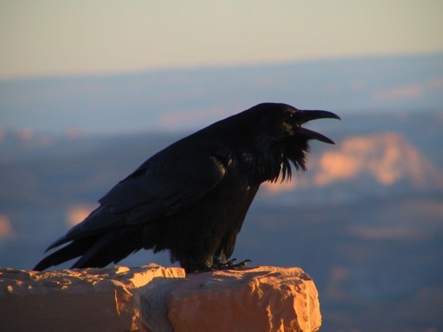 Kruk (Corvus corax) Bryce Canyon National Park