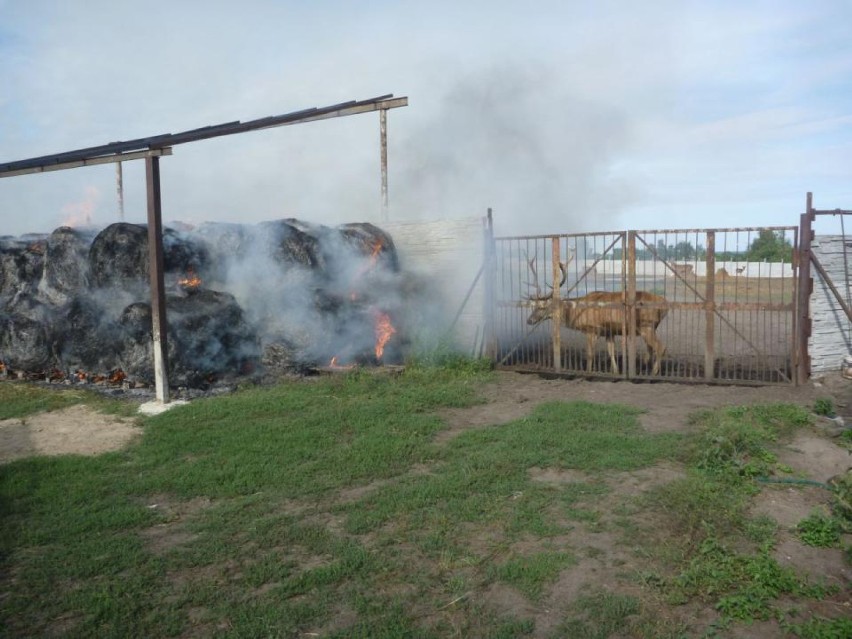 Pożar w Murowanej Goślinie: Paliło się siano przy hodowli...