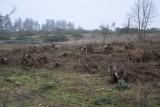 Parsęcko koło Szczecinka tu odbywa się wycinka tysięcy drzew [zdjęcia]