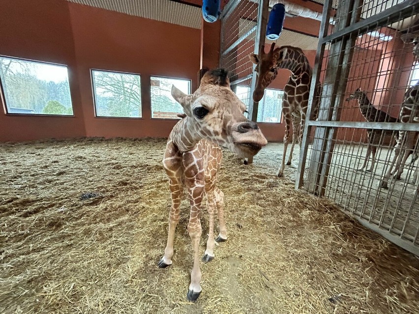 Przedstawiamy Lilo - najnowszą gwiazdę chorzowskiego ZOO! Malutka żyrafa, która już zaczęła oczarowywać. Sprawdźcie urocze ZDJĘCIA