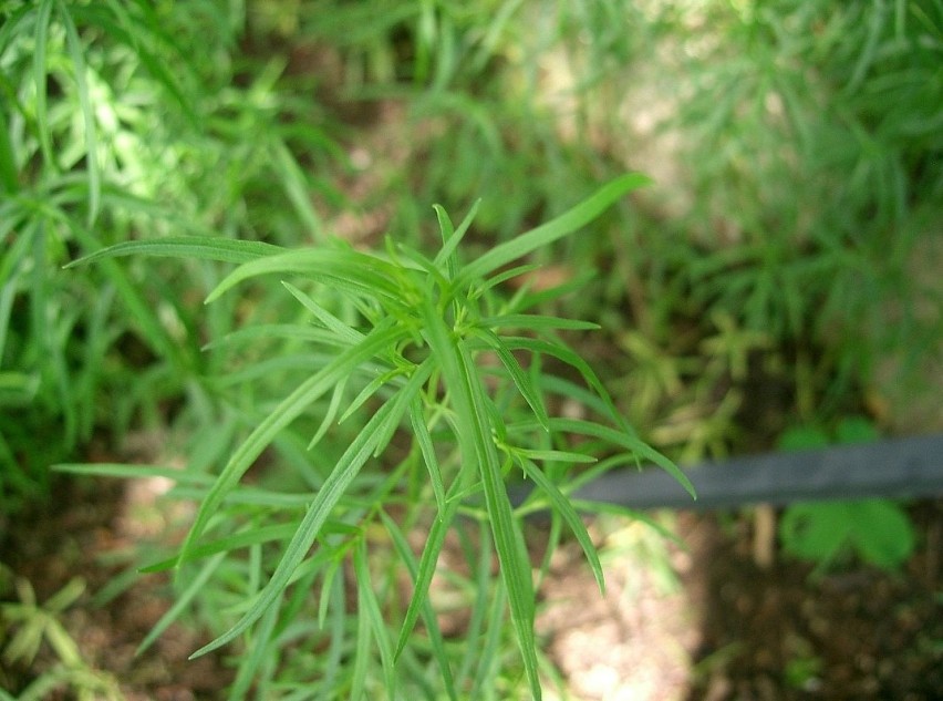 Przyprawa znana jako estragon to botanicznie bylica draganek...