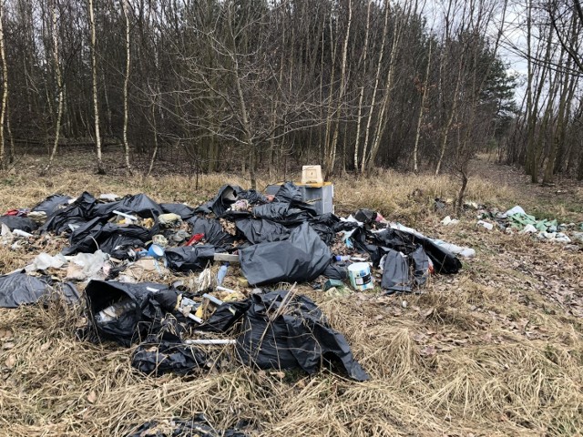 Las w okolicy osiedla Leśnego i Zacisza kryje wiele dzikich wysypisk śmieci. Nie inaczej jest w innych zielonogórskich lasach. Śmieci na potęgę gdzie się tylko da i narzekamy, że... brudno. Wstyd!